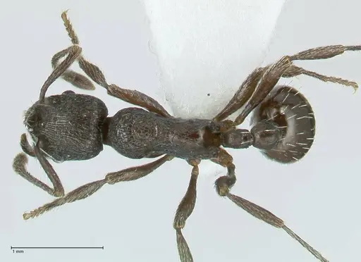 Myrmica wardi - FOCOL1824-2