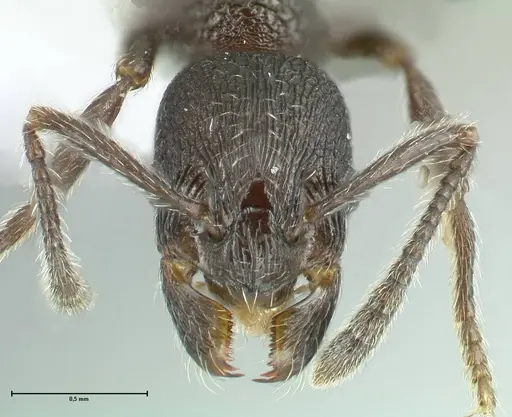 Myrmica wardi - FOCOL1824-2
