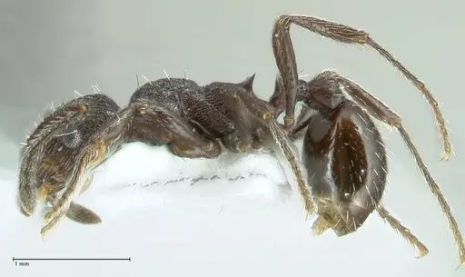 Myrmica wardi - FOCOL1824-2