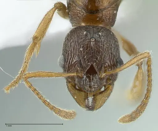 Myrmica wardi - FOCOL1825