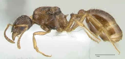 Myrmica wardi - FOCOL1825