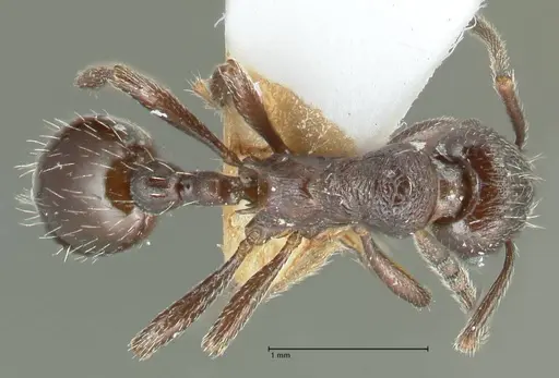Myrmica wardi - FOCOL1826-1