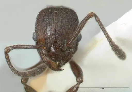 Myrmica wardi - FOCOL1826-1