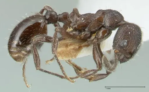 Myrmica wardi - FOCOL1826-1