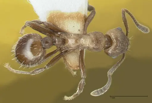 Myrmica wardi - FOCOL1826-2