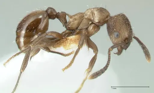 Myrmica wardi - FOCOL1826-2