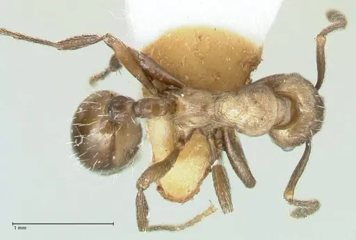 Myrmica wardi - FOCOL1826-3