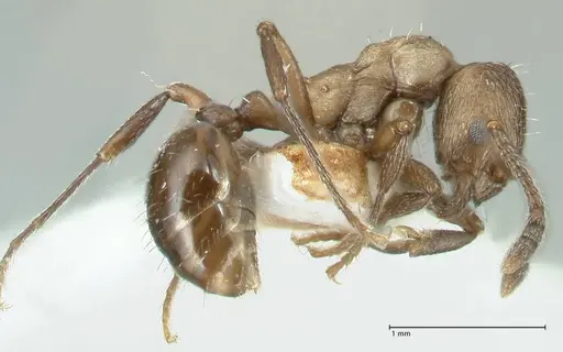 Myrmica wardi - FOCOL1826-3
