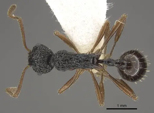 Myrmica weberi - CASENT0917724