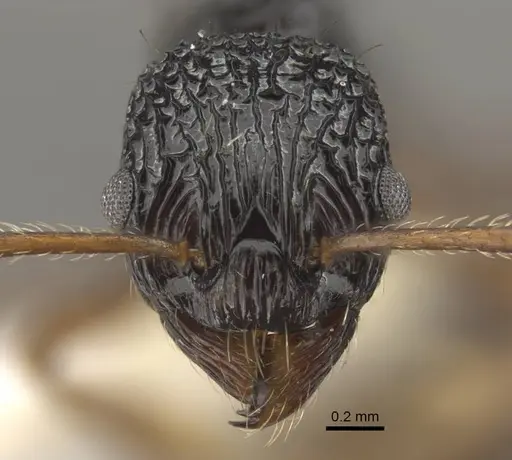 Myrmica weberi - CASENT0917724