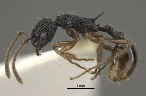 Myrmica weberi - CASENT0917724
