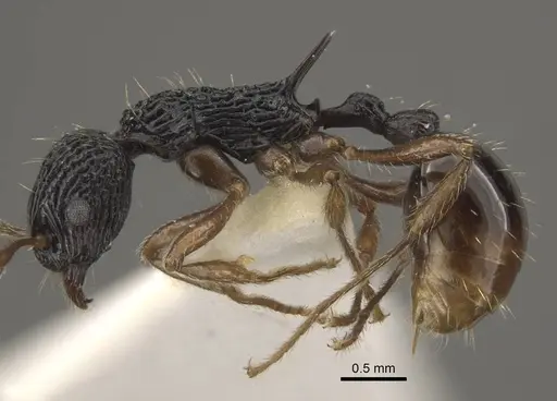 Myrmica weberi - CASENT0917724