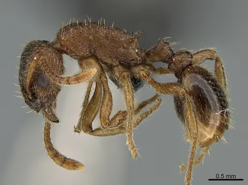 Myrmica wheeleri specimen