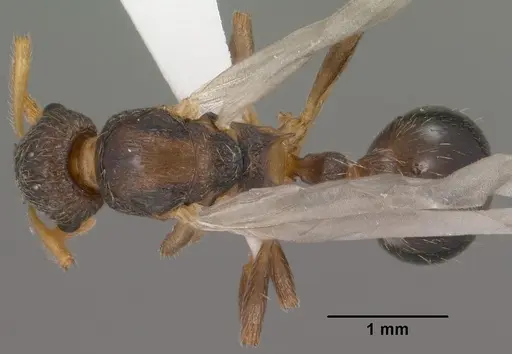 Myrmica wheeleri - CASENT0102860