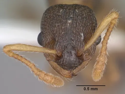 Myrmica wheeleri - CASENT0102860