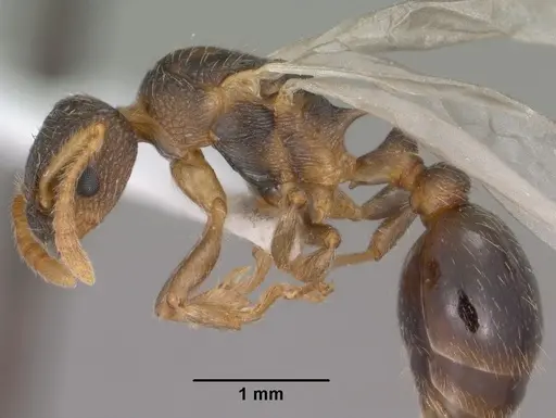 Myrmica wheeleri - CASENT0102860