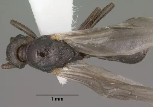 Myrmica wheeleri - CASENT0102861