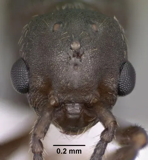 Myrmica wheeleri - CASENT0102861