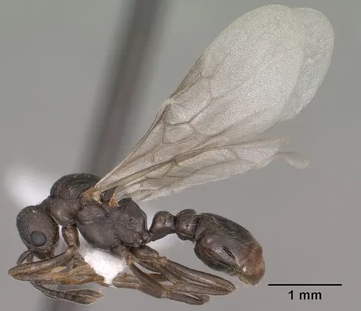 Myrmica wheeleri - CASENT0102861