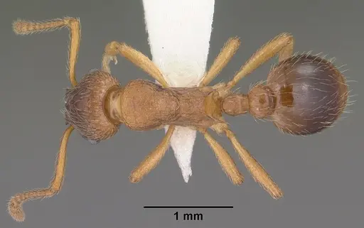 Myrmica wheeleri - CASENT0102862