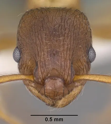 Myrmica wheeleri - CASENT0102862