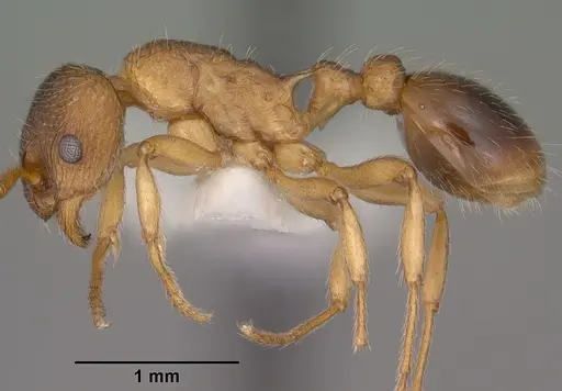 Myrmica wheeleri - CASENT0102862