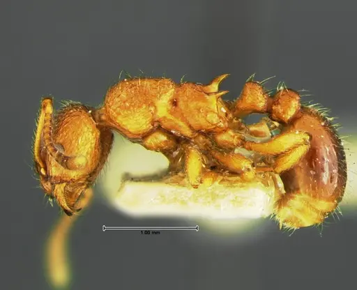 Myrmica wheeleri - CASENT0105642