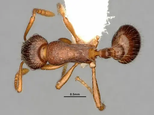 Myrmica wheeleri - CASENT0884308