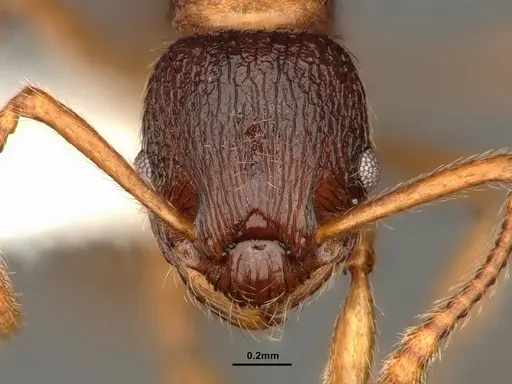 Myrmica wheeleri - CASENT0884308