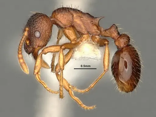 Myrmica wheeleri - CASENT0884308