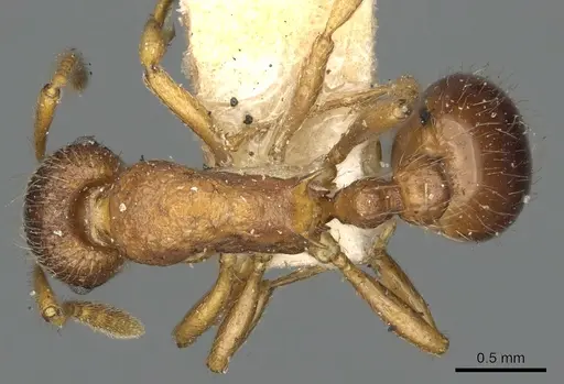 Myrmica wheeleri - CASENT0900347
