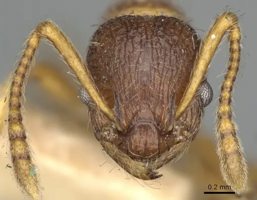Myrmica wheeleri - CASENT0900347