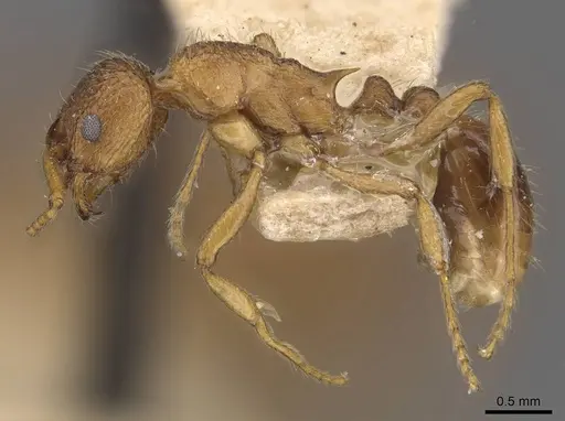 Myrmica wheeleri - CASENT0907624