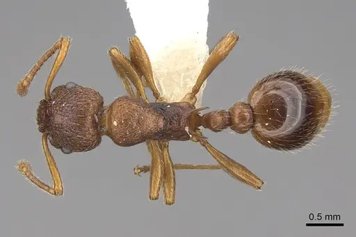 Myrmica wheeleri - CASENT0922767