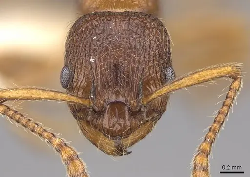Myrmica wheeleri - CASENT0922767
