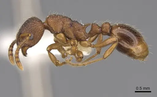 Myrmica wheeleri - CASENT0922767