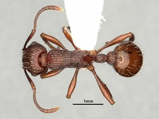 Myrmica wheelerorum specimen