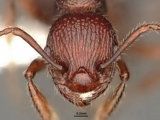 Myrmica wheelerorum specimen