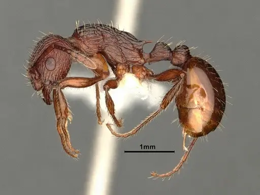 Myrmica wheelerorum specimen