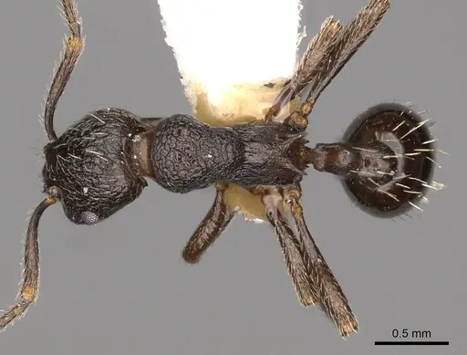 Myrmica williamsi specimen
