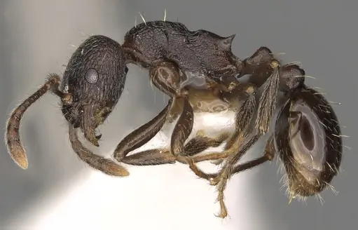 Myrmica williamsi specimen