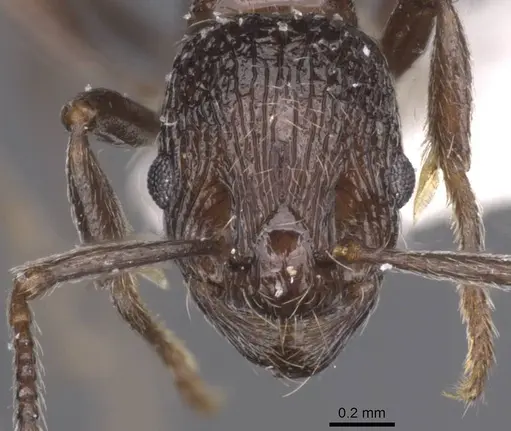 Myrmica wittmeri specimen