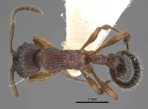 Myrmica xavieri specimen