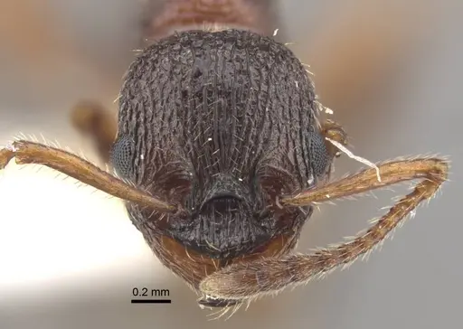 Myrmica xavieri specimen
