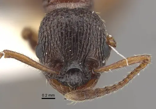 Myrmica xavieri specimen
