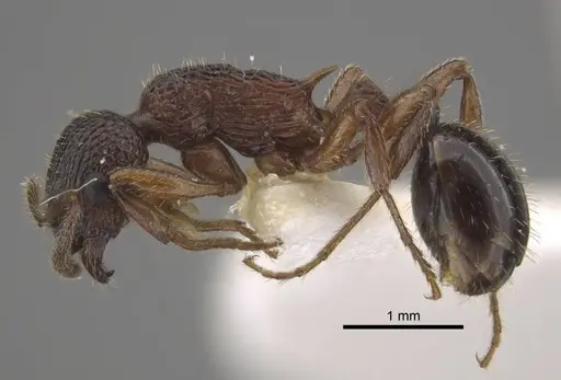 Myrmica xavieri - CASENT0917523