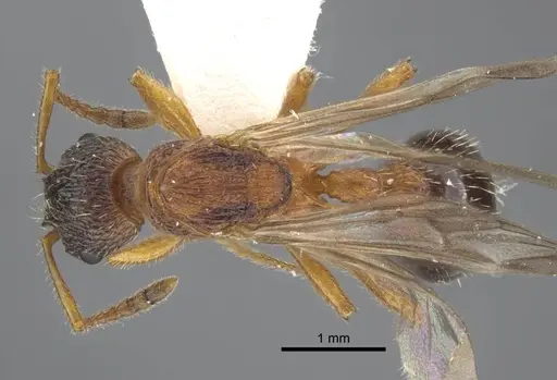 Myrmica xavieri - CASENT0917524