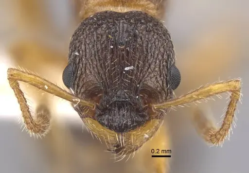 Myrmica xavieri - CASENT0917524