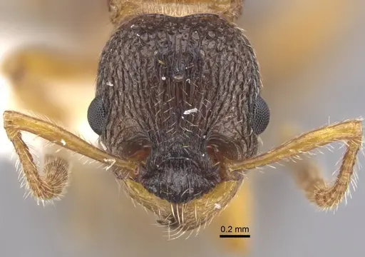 Myrmica xavieri - CASENT0917524