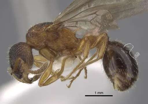 Myrmica xavieri - CASENT0917524